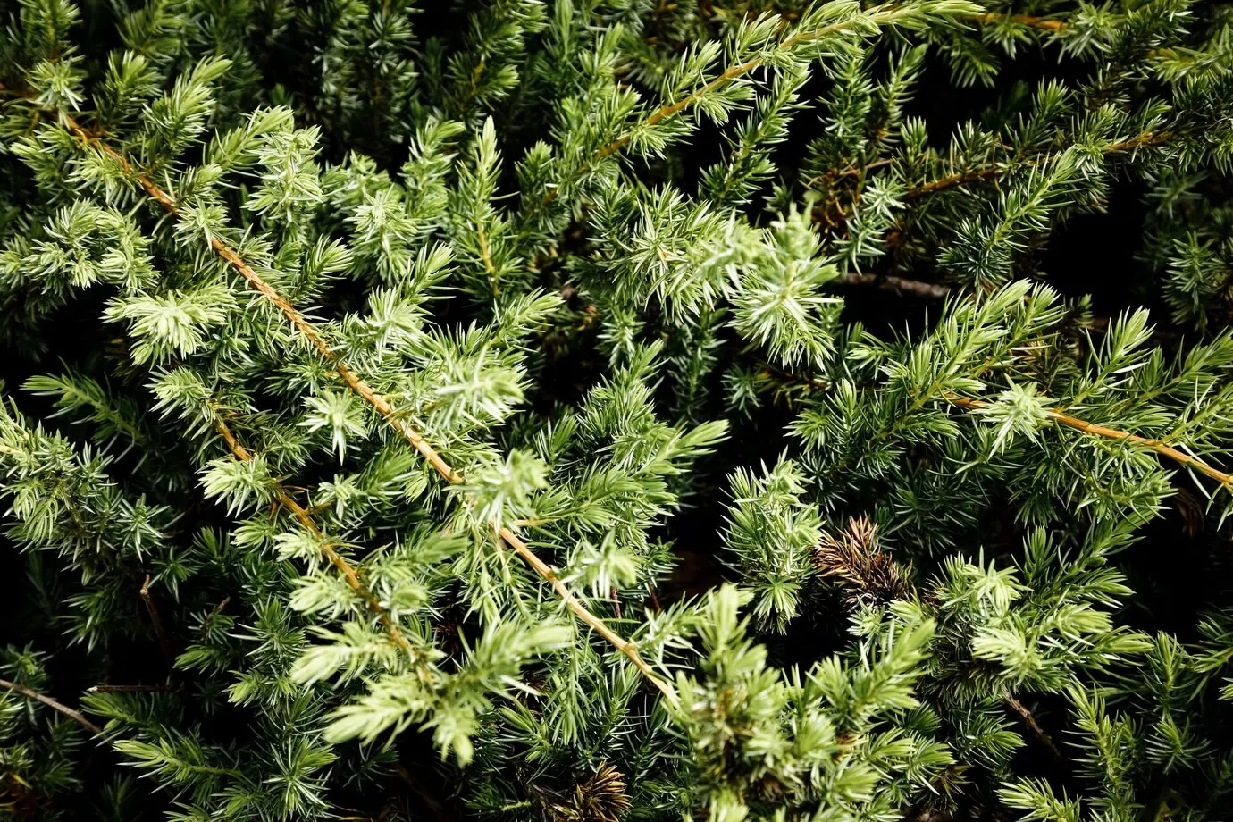 Äste einer Kiefer in Nahaufnahme