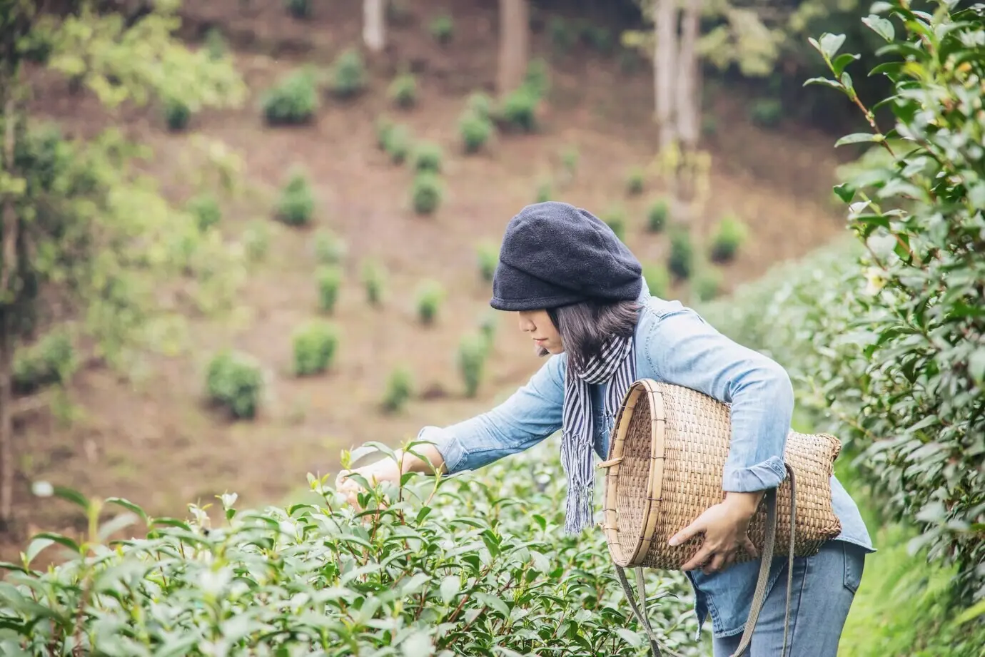 Eine Frau pflückt frische grüne Teeblätter auf einer Hochland-Teeplantage in Chiang Mai, Thailand.